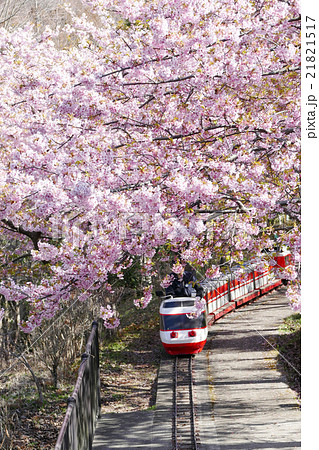 河津桜　ロマンスカー 21821517