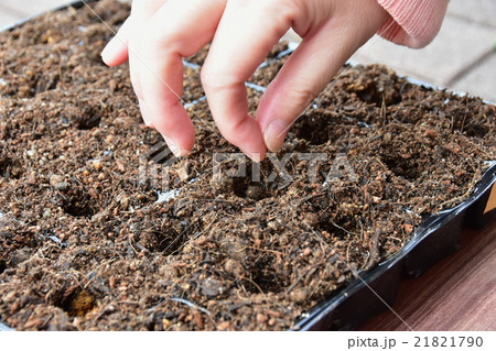 種まき 21821790