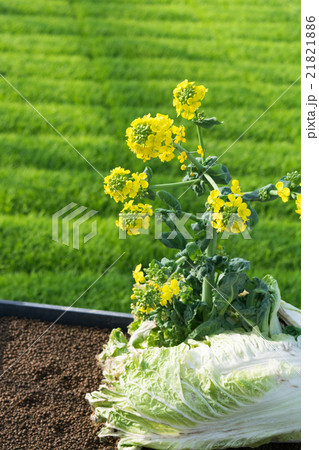 農業イメージ（白菜を割って咲いた菜の花）３ 21821886