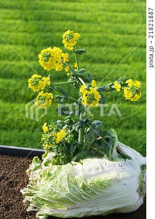 農業イメージ(白菜を割って咲いた菜の花)4 農業イメージ(白菜を割って咲いた菜の花)4 21821887