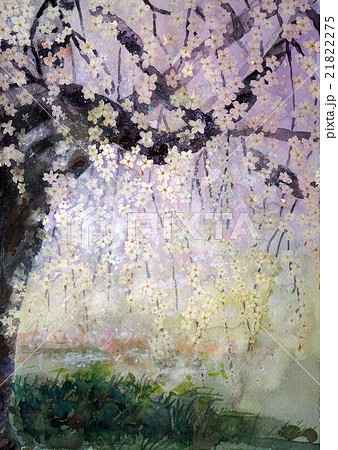 醍醐の枝垂れ桜 21822275
