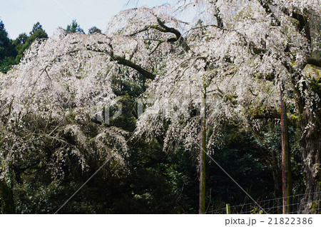 長興山紹太寺のしだれ桜の写真素材