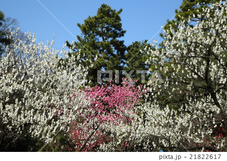 京都御所のハナモモ 21822617