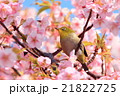 河津桜とメジロ 21822725