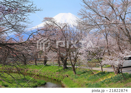 忍野桜富士 21822874