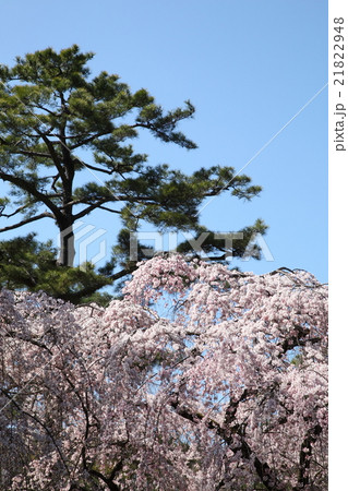 京都御所　近衛家邸宅跡の枝垂れ桜 21822948