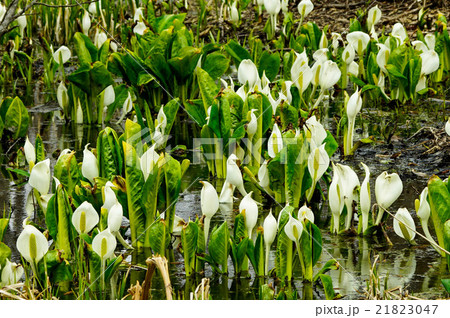 ミズバショウ　　（網走市） 21823047