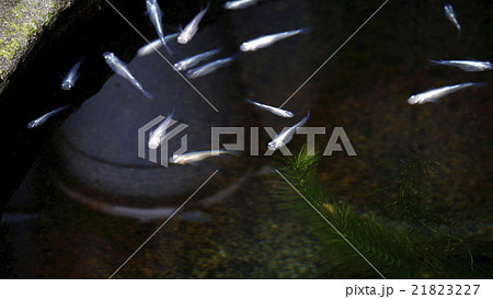 メダカ メダカ 21823227