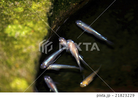 メダカ メダカ 21823229