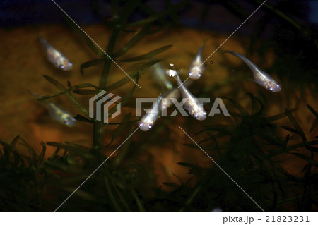 メダカ メダカ 21823231