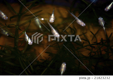 メダカ メダカ 21823232