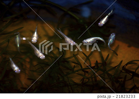 メダカ メダカ 21823233