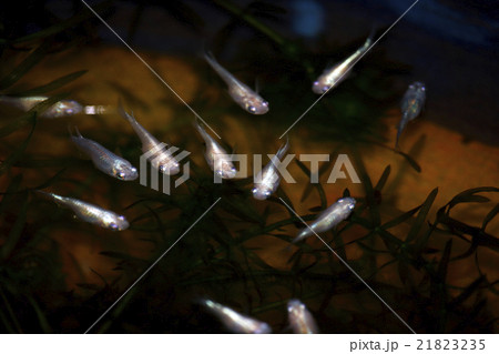 メダカ メダカ 21823235