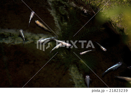 メダカ メダカ 21823239