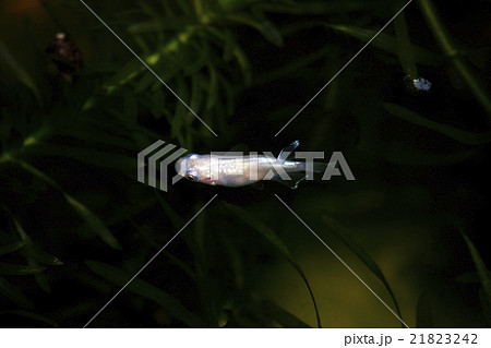 メダカ メダカ 21823242