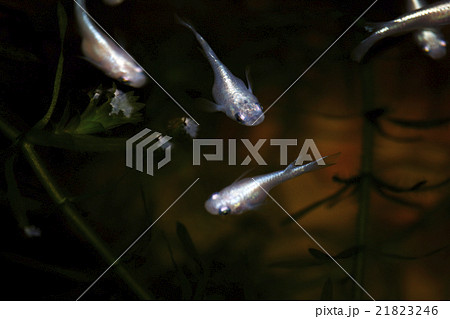 メダカ メダカ 21823246