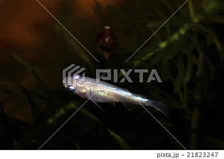 メダカ メダカ 21823247