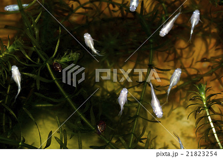 メダカ メダカ 21823254