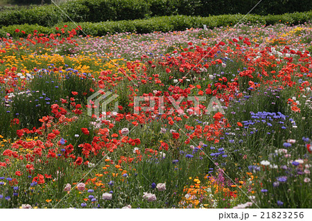 春の花畑 春の花畑 21823256