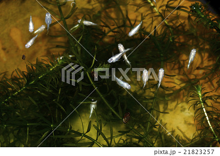 メダカ メダカ 21823257