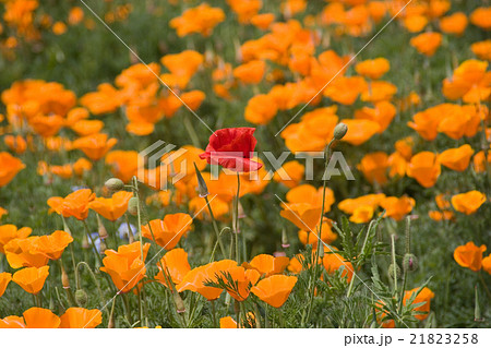 春の花畑 春の花畑 21823258