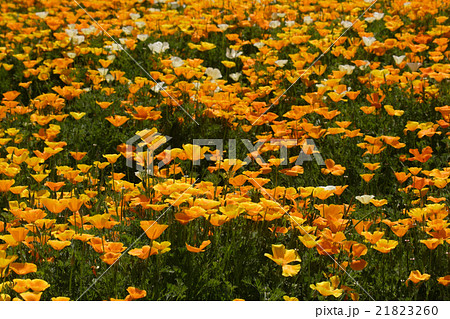 春の花畑 春の花畑 21823260