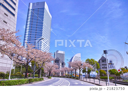 横浜 さくら通りの桜並木 横浜 さくら通りの桜並木 21823750