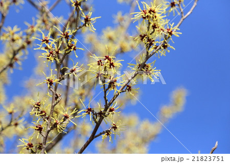 マンサクの花 21823751