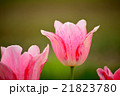 チューリップ 21823780