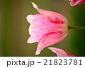 チューリップ 21823781