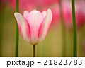 チューリップ 21823783