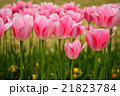 チューリップ 21823784