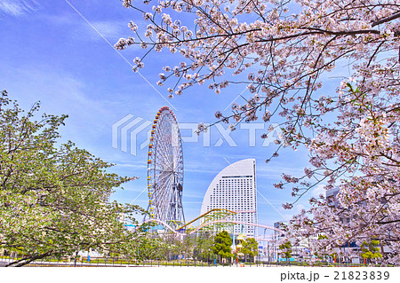 桜と横浜の風景 21823839