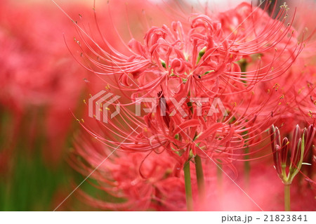 満開の曼珠沙華 21823841