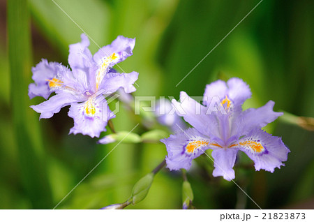 ヒメシャガ 21823873