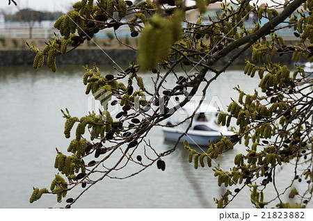 オオバヤシャブシ 21823882