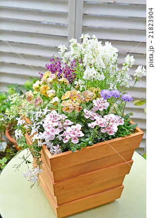 花いっぱいの寄せ植え 21823904