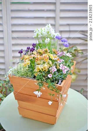 春の寄せ植え 21823905