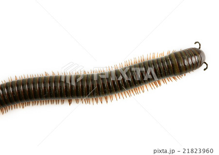 animal millipede isolated on white background  21823960