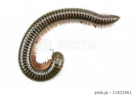 animal millipede isolated on white background animal millipede isolated on white background 21823961
