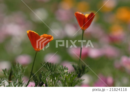 春の花畑 21824118
