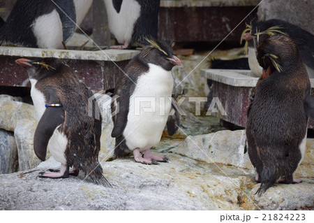 油壺マリンパーク　イワトビペンギン 21824223