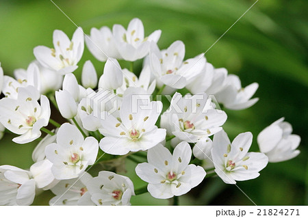 たくさん咲いたアリウム コワニーの白い花の写真素材