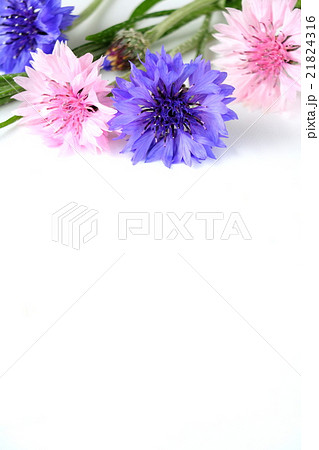 ヤグルマギク 21824316