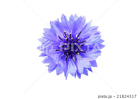 ヤグルマギク 21824317