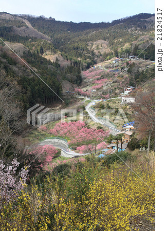 花桃の郷 21824517