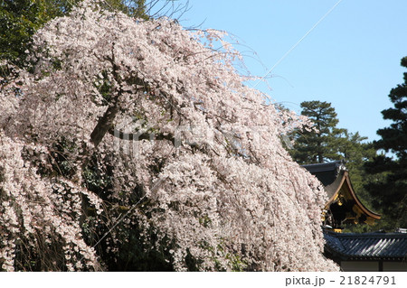 京都御所 近衛家邸宅跡の枝垂れ桜 京都御所 近衛家邸宅跡の枝垂れ桜 21824791