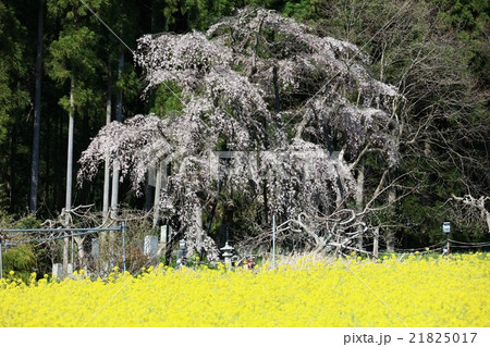 坪井の桜 坪井の桜 21825017