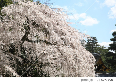 京都御所 近衛家邸宅跡の枝垂れ桜 京都御所 近衛家邸宅跡の枝垂れ桜 21825350