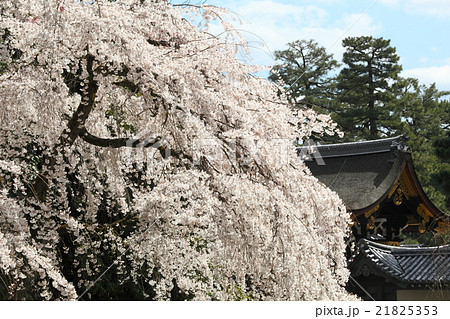 京都御所 近衛家邸宅跡の枝垂れ桜 京都御所 近衛家邸宅跡の枝垂れ桜 21825353
